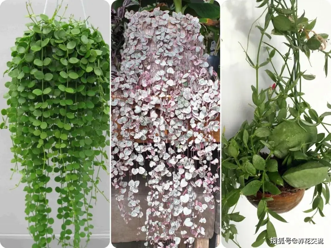8芯电话线接法_接线子怎么接电话线_接线电话原理