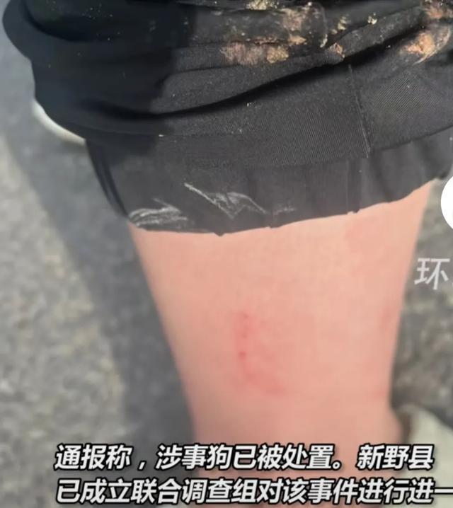 俄罗斯群野狗吃人-俄罗斯恐怖事件：野狗群袭击，威胁人身安全，引发社会恐慌