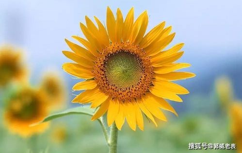 向日葵影视免费下载安装app 